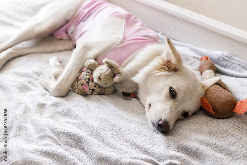Fotografering Cute dog after spaying sleeping on bed with favourite toy