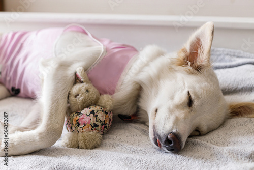 Adorable dog portrait in special suit bandage recovering after spaying. Post-operative Care. Pet sterilization concept. Cute white doggy after surgery sleeping on bed with favourite toy photo