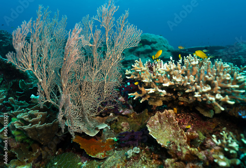 Fototapeta Naklejka Na Ścianę i Meble -  Underwater colorful life of fish and corals in the oceans