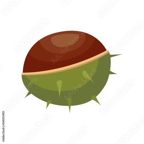 Chestnut kernel in nutshell isolated on white background. Chestnut vector illustration. Nature, food, autumn concept