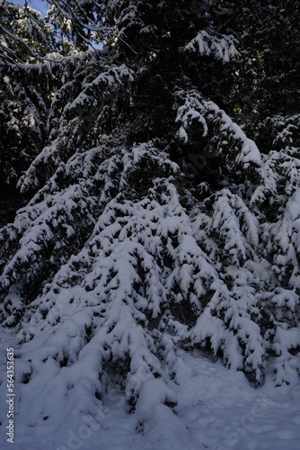 Snowy tree - Winter in Berlin