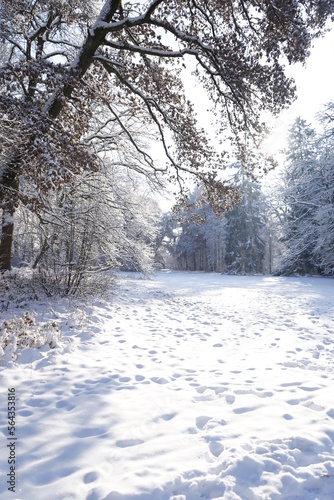 Snowy tree - Winter in Berlin