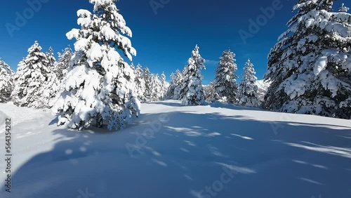 Paesaggio invernale, alberi carichi di neve.
suggestive immagini con candida neve fresca. photo