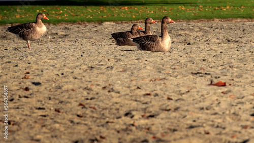 Greylag Goose Anser anser is a species of large goose in the waterfowl family. Four geese are on the beach in autumn. #564354897