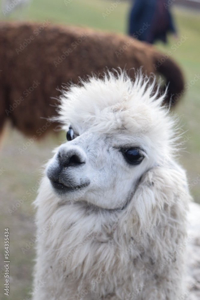 white alpaca with a background