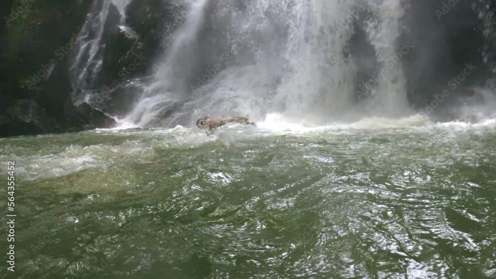 Man swimming crawl towards waterfall water stream in a green lake in tropical jungle. Amazing adventures in tropics. Wonders of dense forest. Bathing ini river cascade in summer. Handsome man. Man swimming crawl towards waterfall water stream in a green lake in tropical jungle. Amazing adventures in tropics. Wonders of dense forest. Bathing ini river cascade in summer. Handsome man.