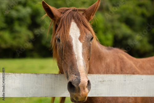 Close na cara de um cavalo por trás de uma cerca branca. © Angela