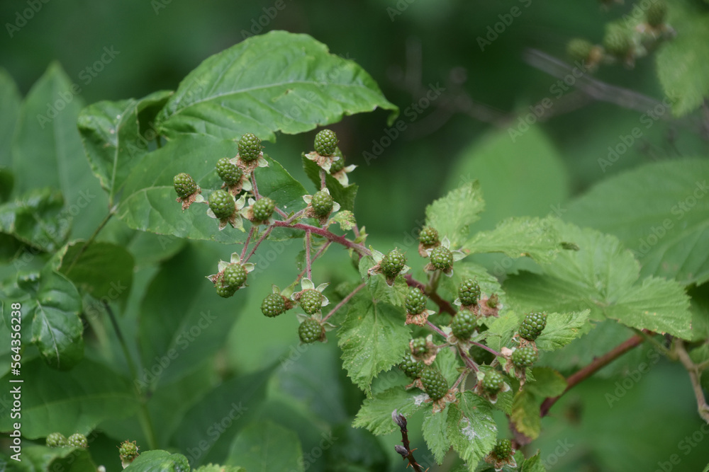 Unripened Green Raspberries Growing on a Bush Unripened Green Raspberries Growing on a Bush