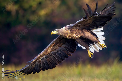eagle in flight