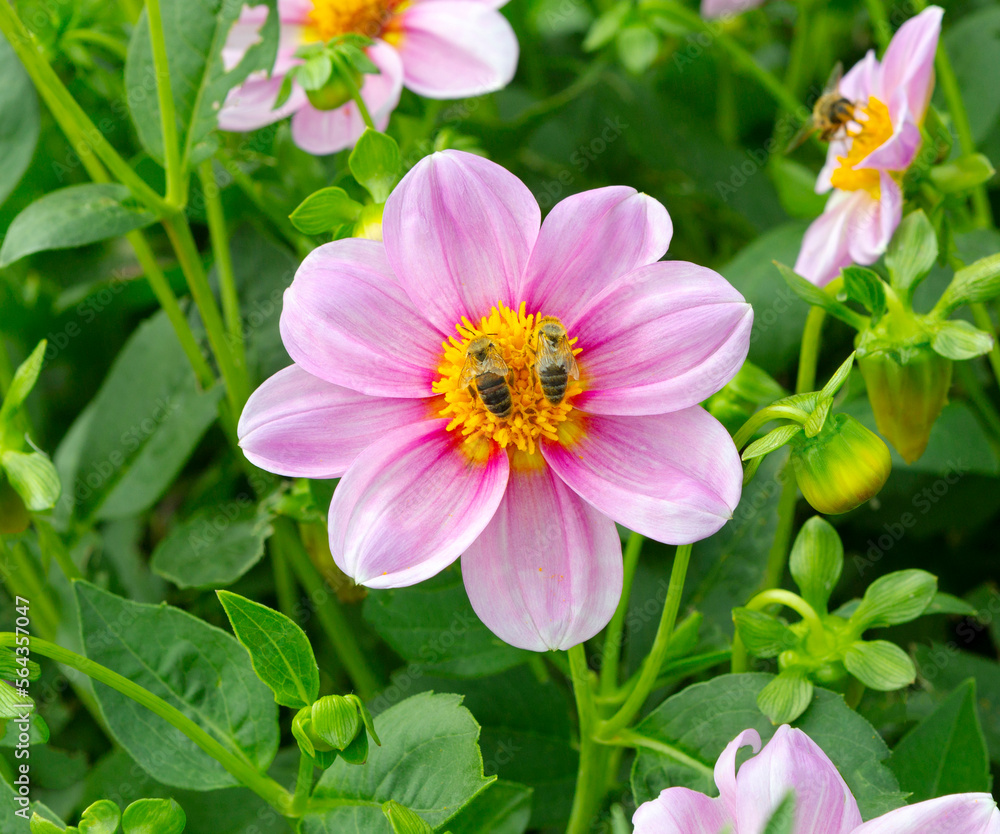 Flowers and bee. Flowers and bee.