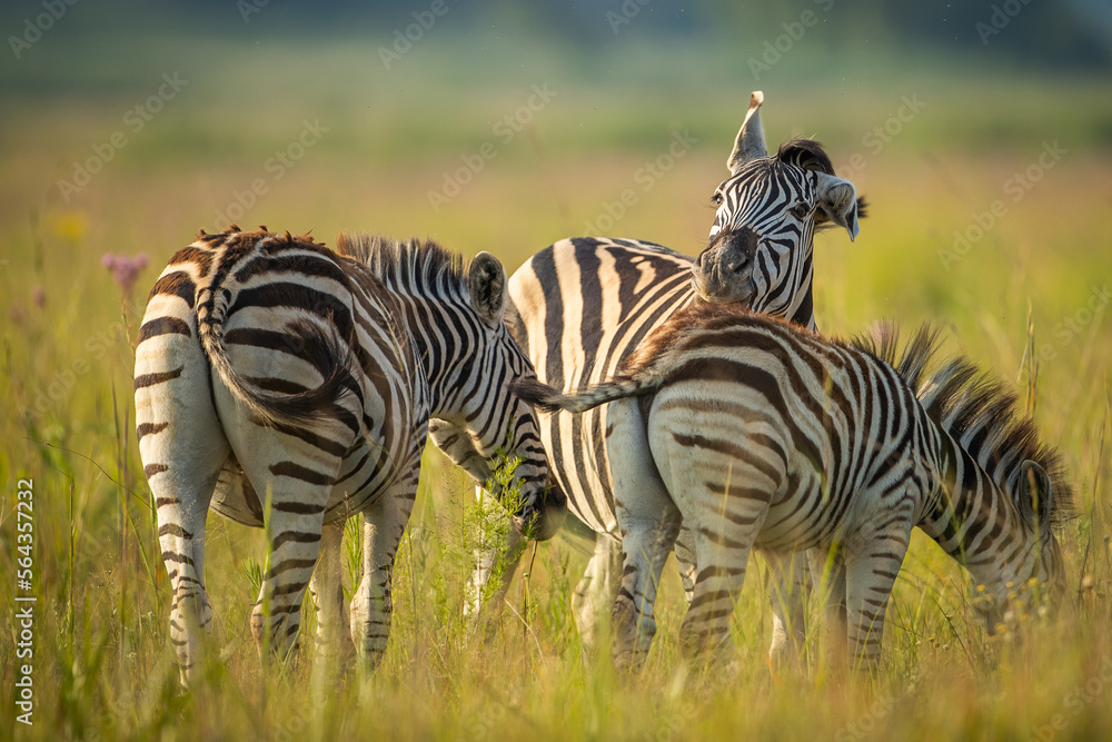 Fototapeta premium zebra's in the grass