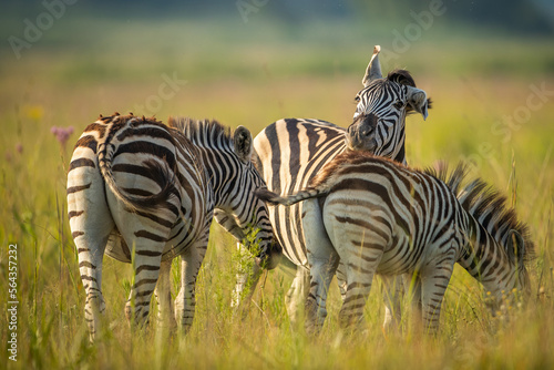 zebra s in the grass