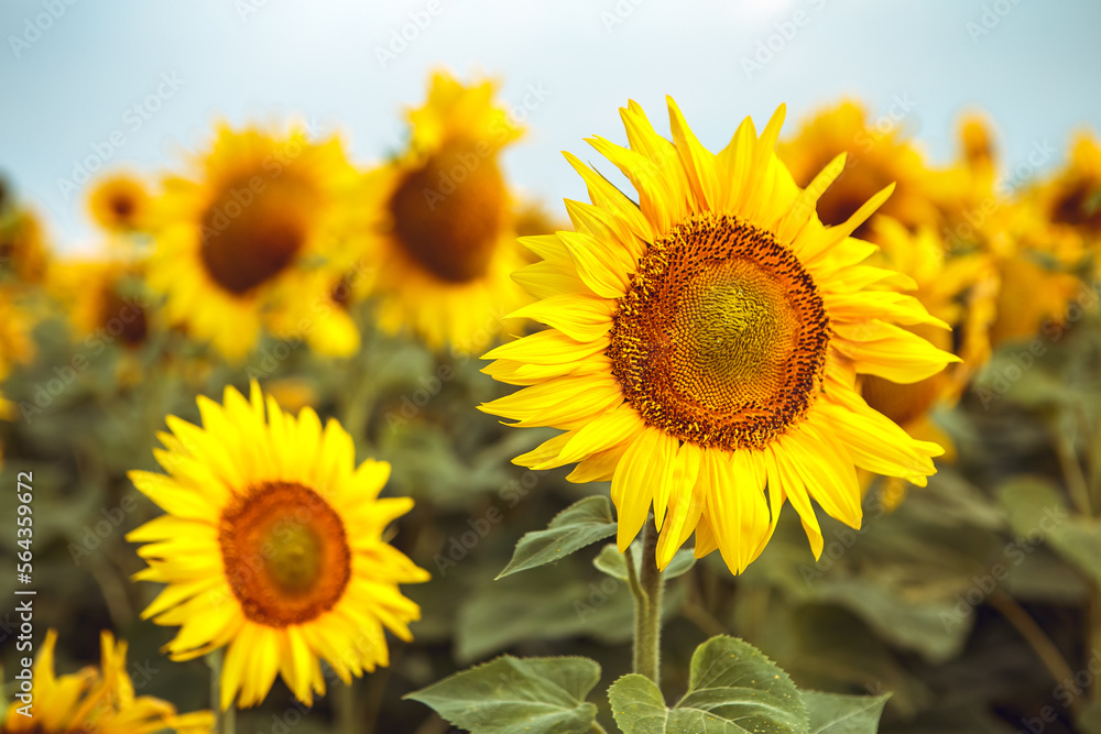 Close up yellow bouquet blooming sunflower field outdoors sunrise warm nature background. Organic flower with seeds. Agriculture, farming, harvest concept


