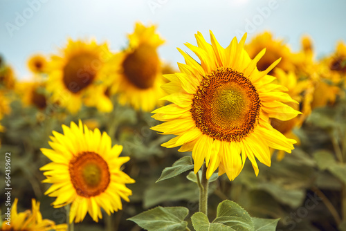 Close up yellow bouquet blooming sunflower field outdoors sunrise warm nature background. Organic flower with seeds. Agriculture, farming, harvest concept