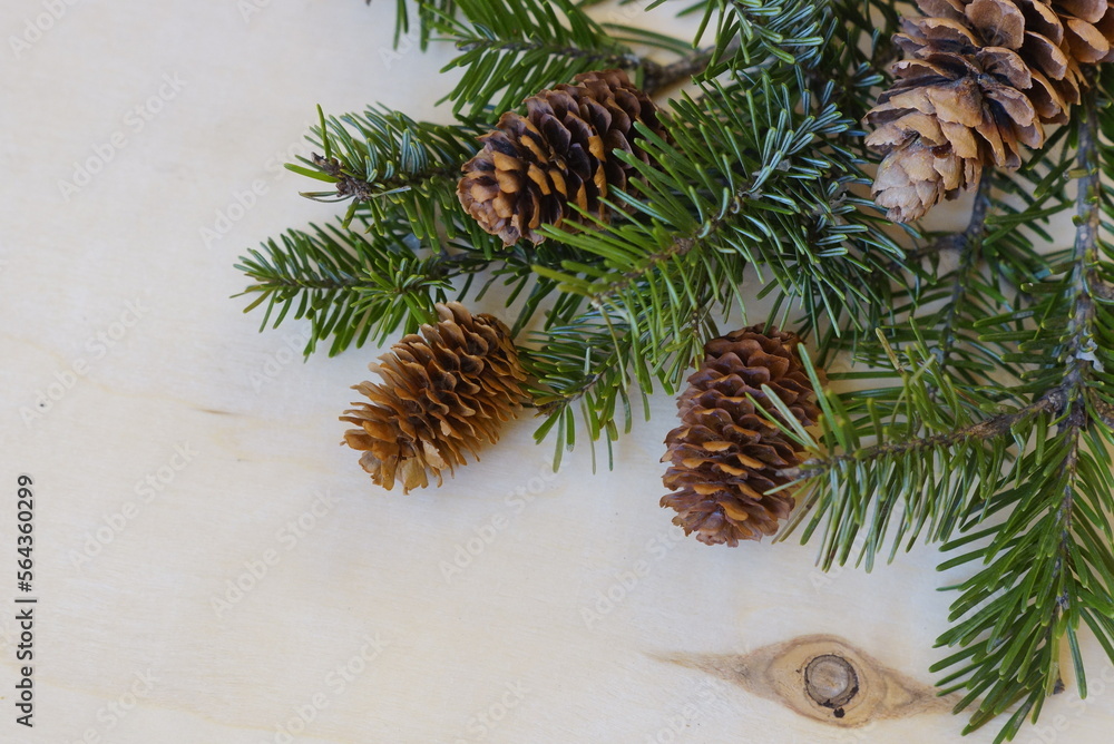 pine cones