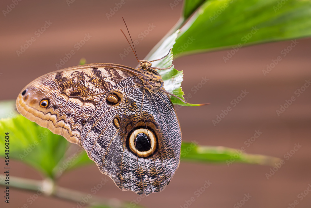 A beautiful large colorful butterfly in its natural habitat. A beautiful large colorful butterfly in its natural habitat.