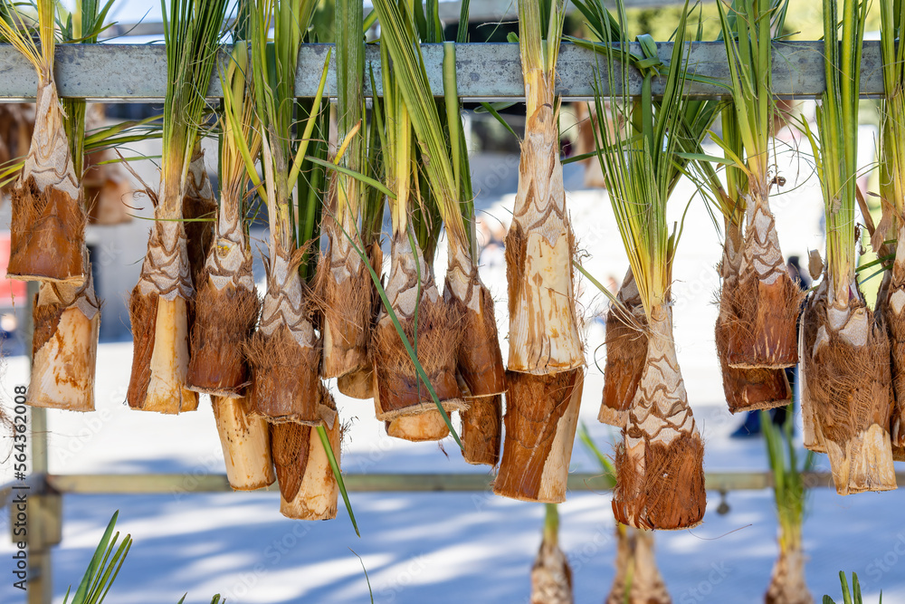 Fototapeta premium Hearts of palm palmetto hanging for sale at the festival of San Sebastian in Huelva, Andalucia, Spain
