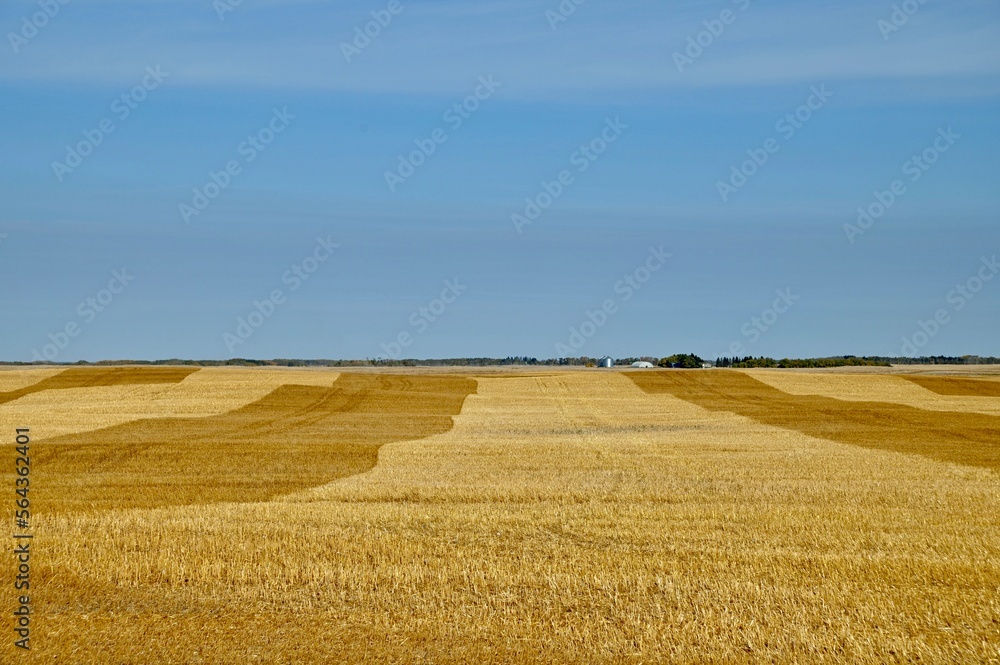 waves stripes are left in a recently harvested field