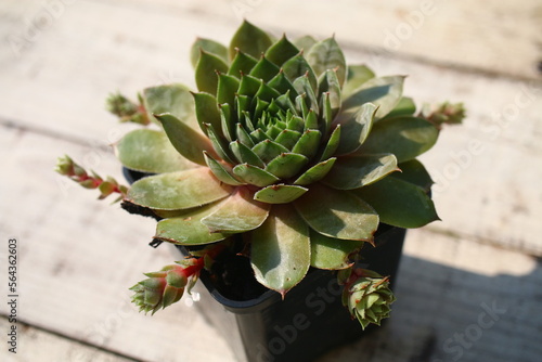 rojnik ogrodowy Exorna Sempervivum