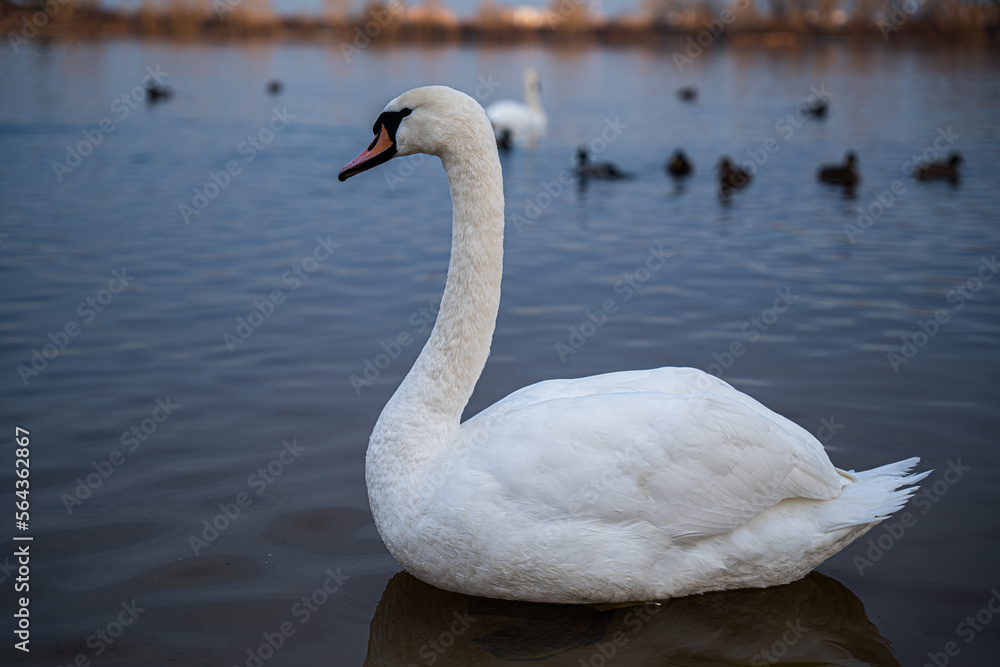 Fototapeta premium A group of swans on the lake feed during the day