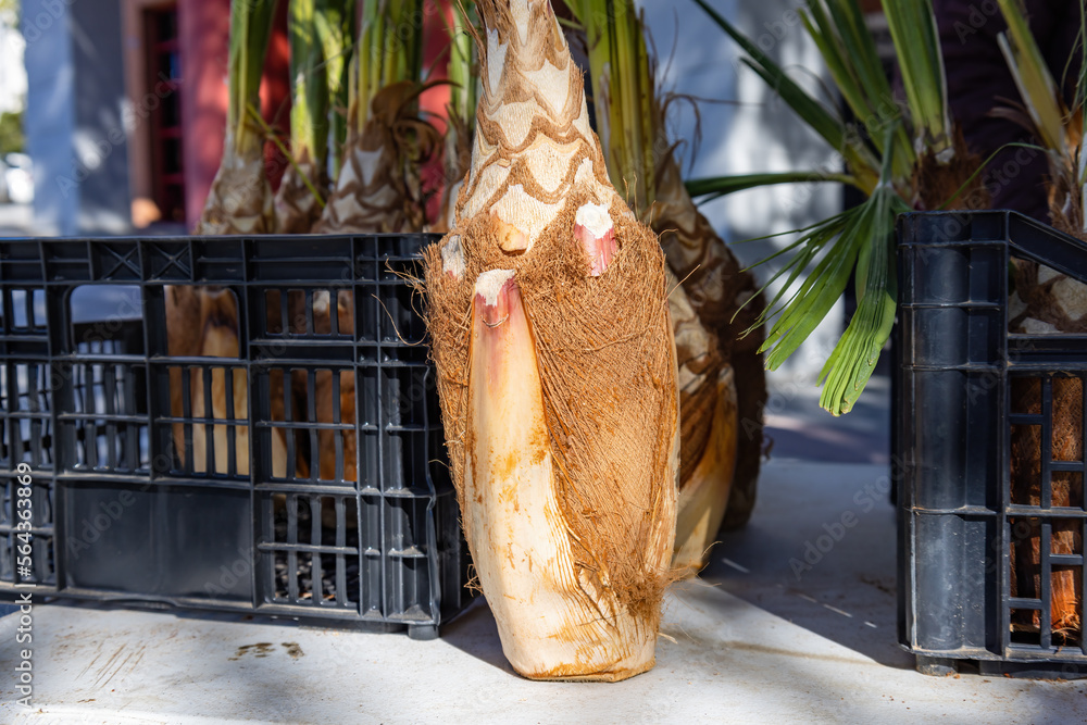Obraz premium Heart of palm, palmetto for sale at the festival of San Sebastian in Huelva, Andalucia, Spain