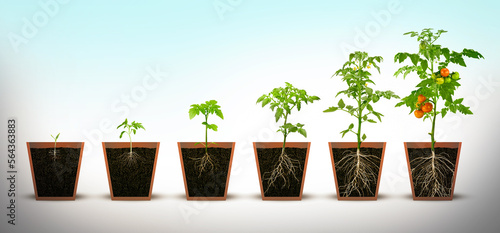Gradual growth of tomatoes. Life cycle of a tomato plant, leaf, flower and fruiting stages. Cutaway flower pot. 3d flat style cartoon illustration isolated on white background © Hadi