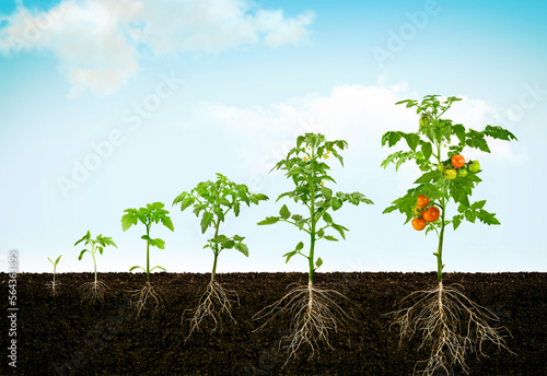 Gradual growth of tomatoes. Life cycle of a tomato plant, leaf, flower and fruiting stages. Soil slice with roots. 3d flat style cartoon illustration isolated on white background © Hadi