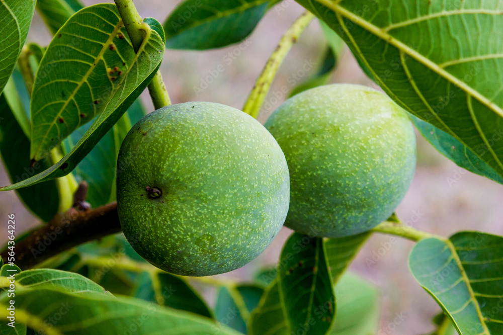 green walnut on walnut tree in the garden, healthy food background green walnut on walnut tree in the garden, healthy food background