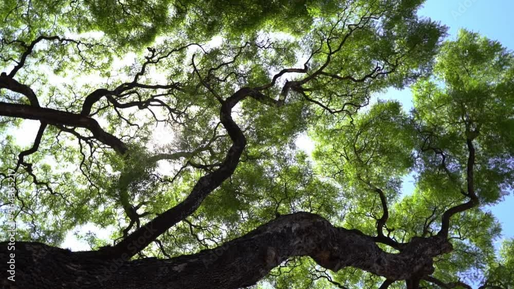 Jungle tropical forest with green treetop background. Beautiful tall trees with bright green foliage against the summer sunny sky in motion. Jungle tropical forest with green treetop background. Beautiful tall trees with bright green foliage against the summer sunny sky in motion.