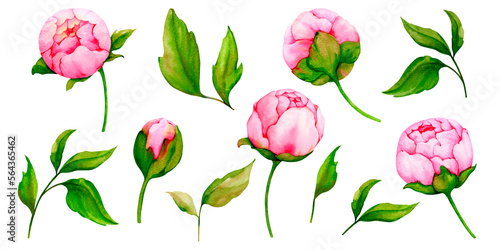 Set of watercolor pink peonies isolated on white background. Collection of botanical illustrations for the design of invitations  cards  greetings  logos  labels  stationery. Wedding  birthday design.