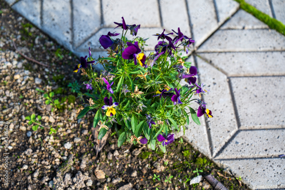 Green Viola tricolor plant with purple-blue-yellow flowers grows next to gray concrete pavement.