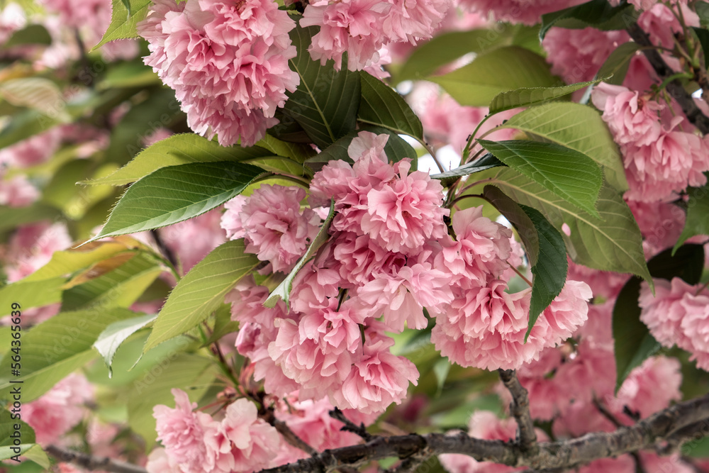 Obraz premium Cherry blossoms pink flowers