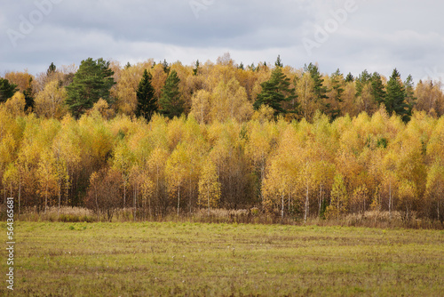 bright young autumn deciduous and spruce forest