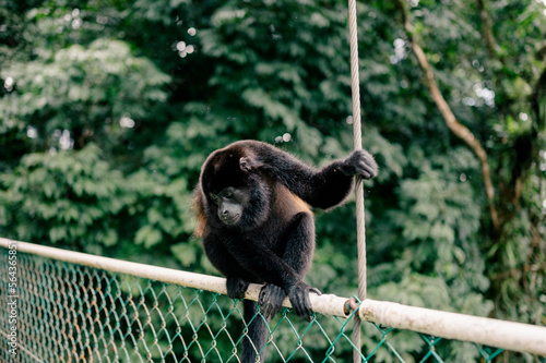 closeup of howler monkey in rainforest