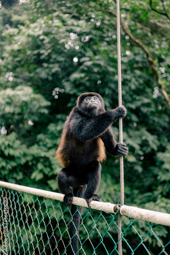 closeup of howler monkey in rainforest
