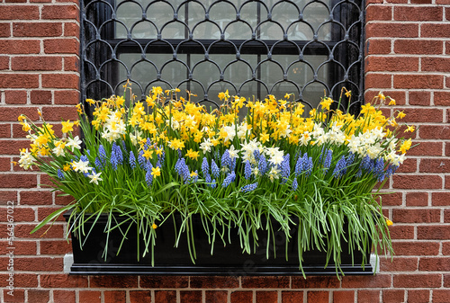 Obraz na płótnie daffodi in planter hanging from window sill w salonie