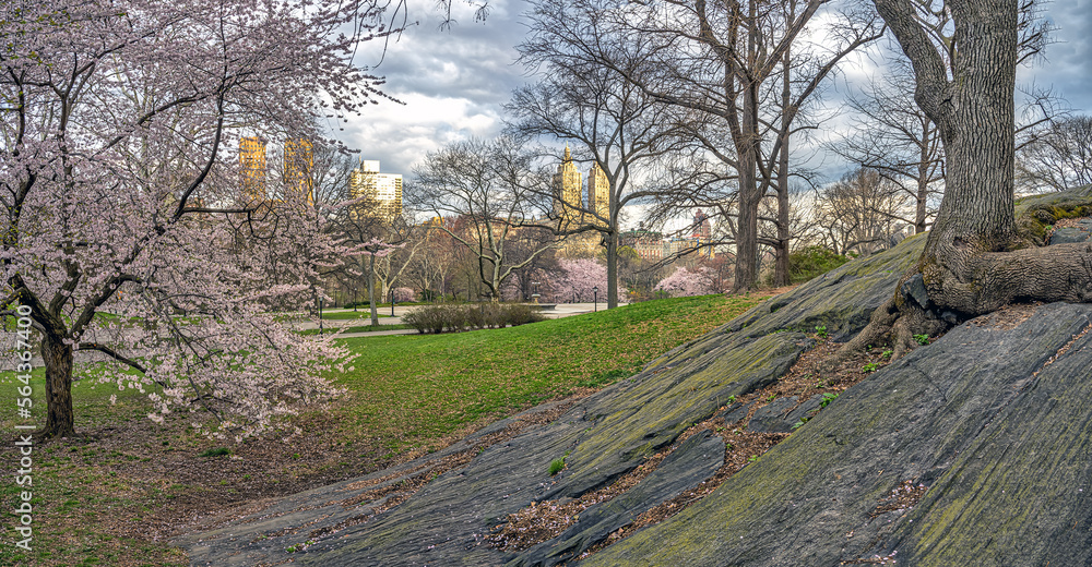 Naklejka premium Central Park in spring