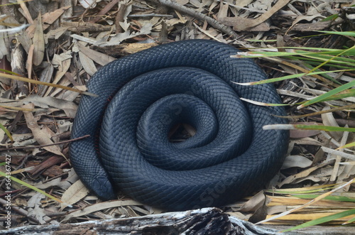 Wild Snake