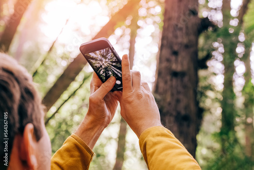 Unrecognizable man taking picture of tall trees with his smart phone in the forest or park