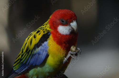 Tropical Parrot