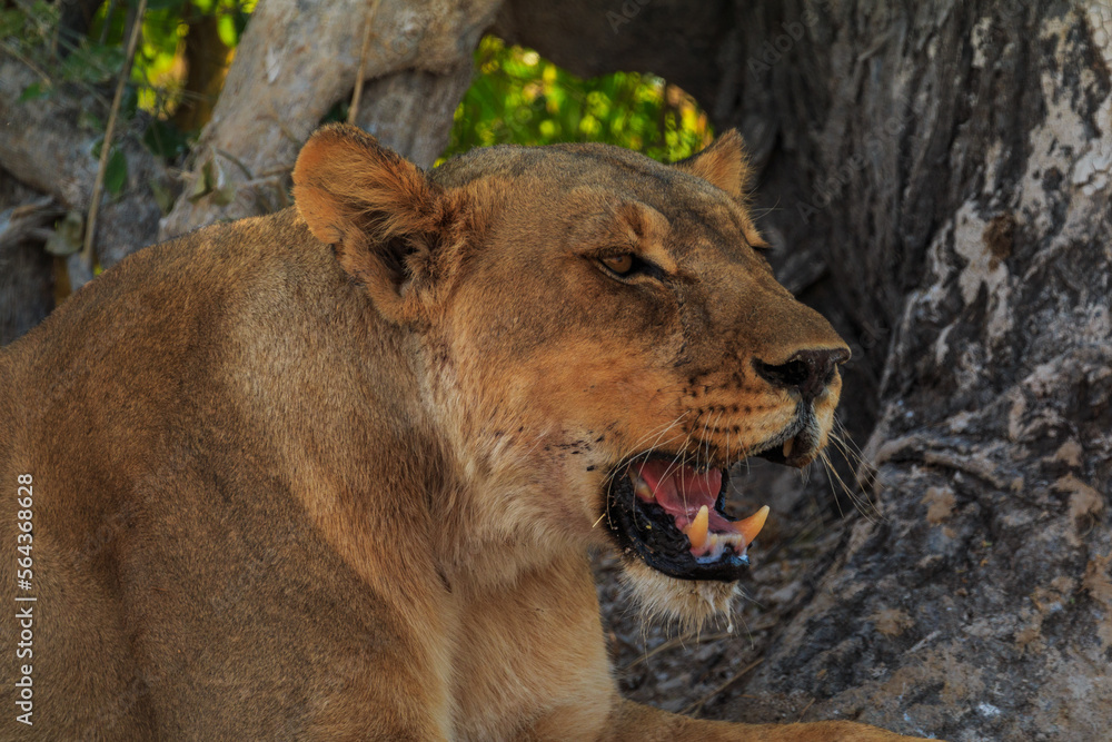 Obraz premium Lion in natural habitat in Etosha National Park in Namibia.