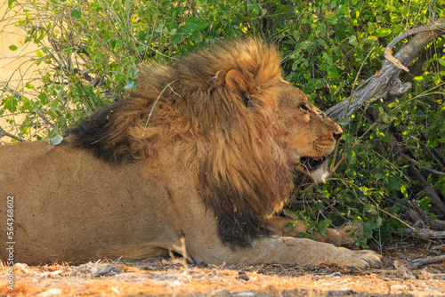Lion in natural habitat in Etosha National Park in Namibia.