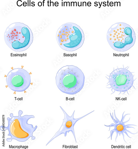 immune system. White blood cells or leukocytes