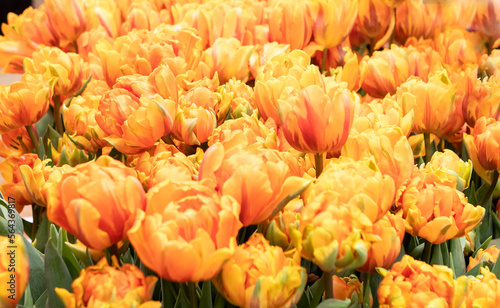 Orange tulips flowers in the garden