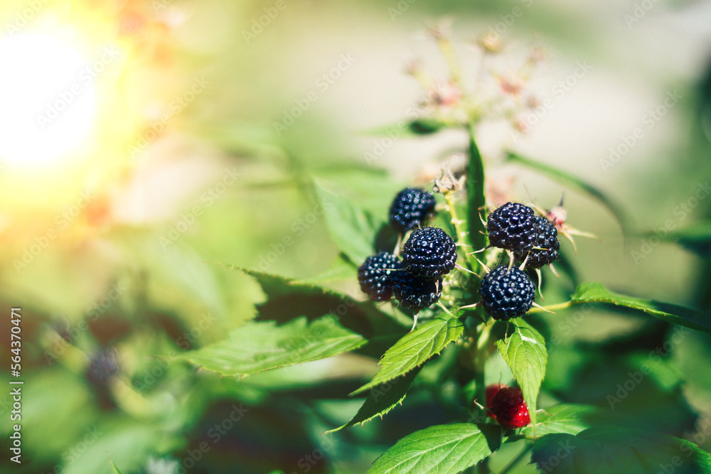Ripe fresh blackberries in the fruit garden.