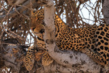 Leopard on a tree in natural habitat in Etosha National Park in Namibia.
