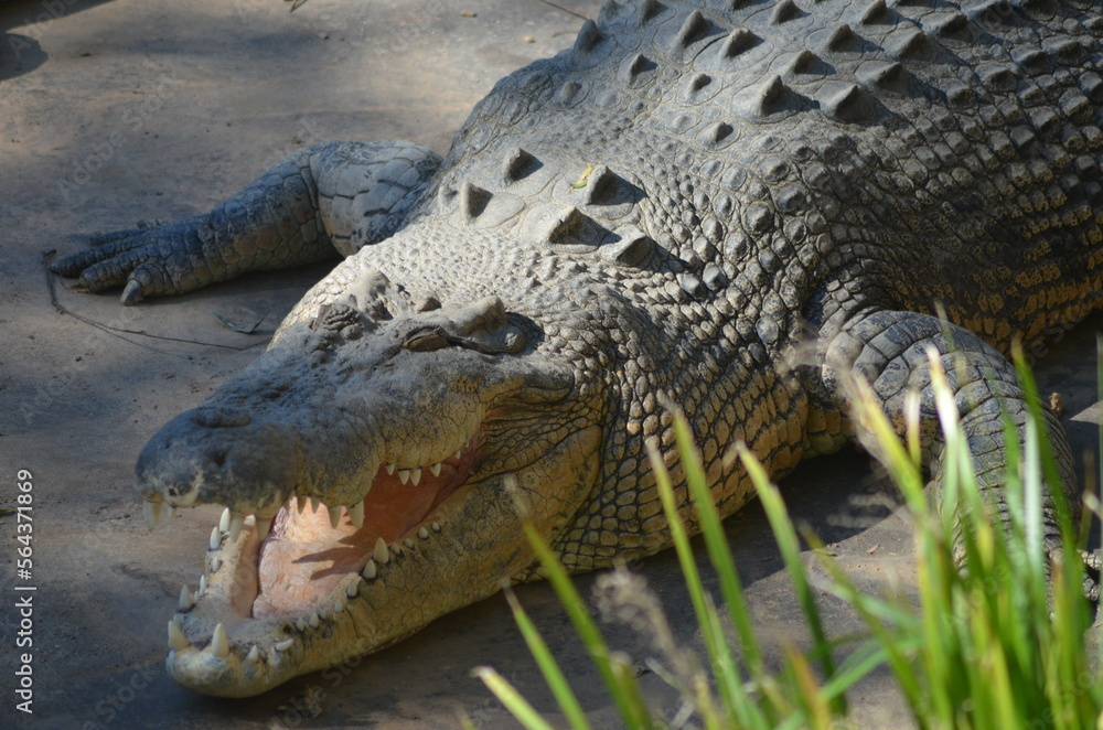 Obraz premium Alligator in the Wild