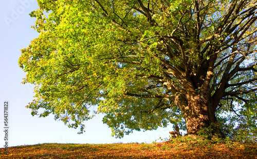old green linden tree  photographed from below,