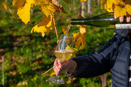 Pouring of txakoli or chacolí slightly sparkling very dry white wine produced in Spanish Basque Country on vineyards in Getaria in autumn, Spain photo