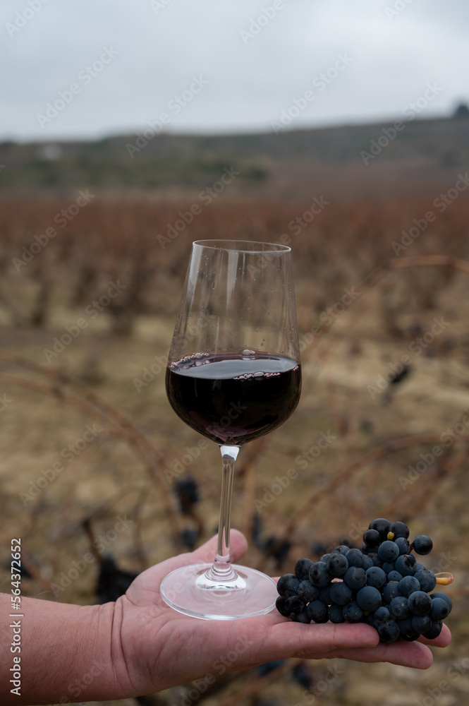 Tasting of rioja wine, ripe and dry bunches of red tempranillo grapes after harvest, vineyards of La Rioja wine region in Spain, Rioja Alavesa in winter